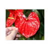 ilana.21 Altpins Profile Picture