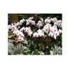 ilana.21 Altpins Profile Picture