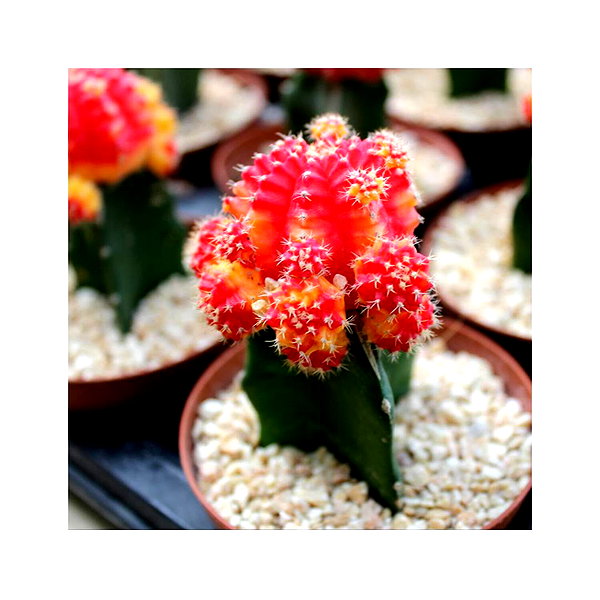 ilana.21 instagram image archive image