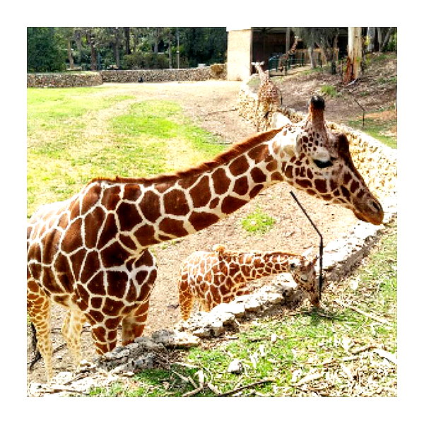 ilana.21 instagram image archive image