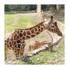 ilana.21 Altpins Profile Picture