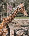 ilana.21 Altpins Profile Picture