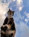 ilanosh Altpins Profile Picture