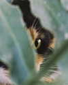 ilanosh Altpins Profile Picture