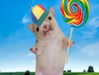 iljfgigi Altpins Profile Picture