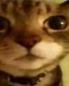 iljfgigi Altpins Profile Picture