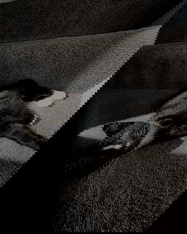 imogenbrookeee image ~ Altpins