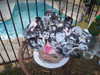indigorose__ Altpins Profile Picture