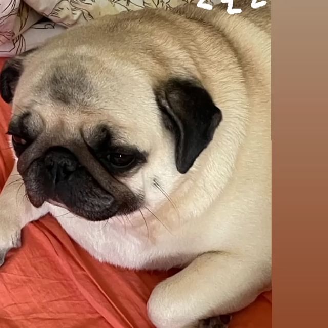 ira_dash_ instagram image archive image