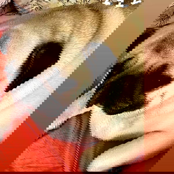 ira_dash_ image ~ Altpins