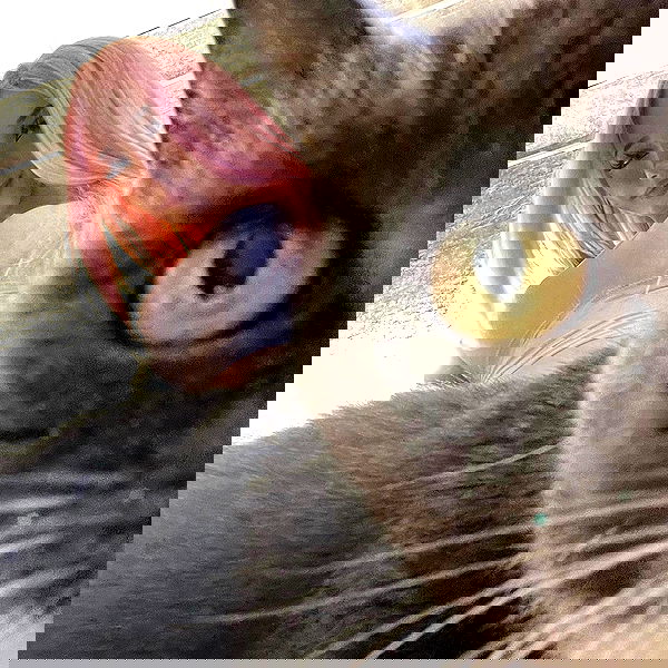 ira_dash_ image ~ Altpins