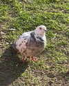 ira_dash_ Altpins Profile Picture