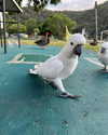 itsemilyblack Altpins Profile Picture