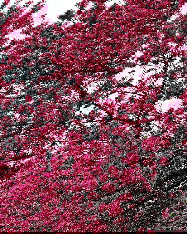 itsilanosh itsilanosh archive image