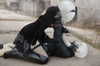 japp_leack Altpins Profile Picture