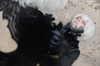 japp_leack Altpins Profile Picture