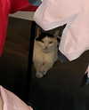 japp_leack Altpins Profile Picture