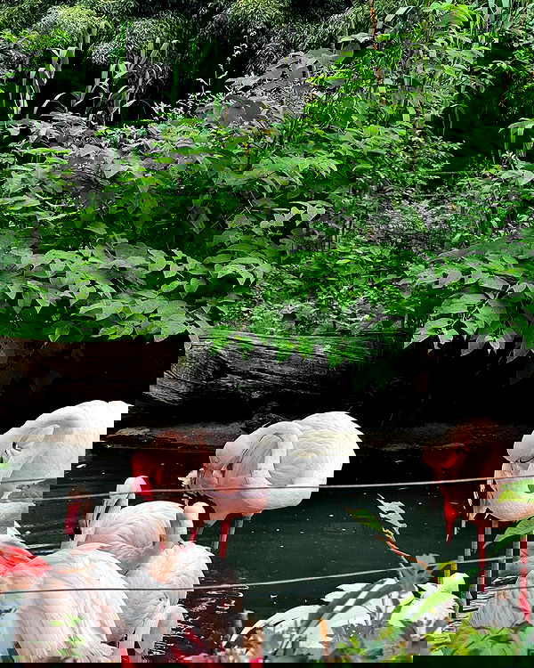 jaroslava_klavir jaroslava_klavir archive image