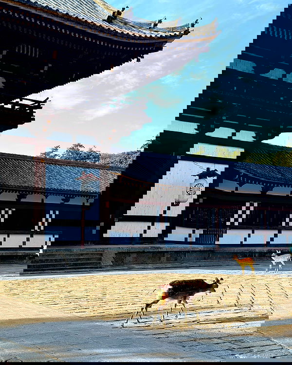 jasminxie2 image ~ Altpins