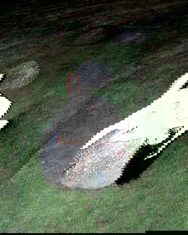 jasminxie2 image ~ Altpins