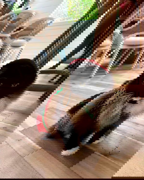 juliaernst juliaernst archive image