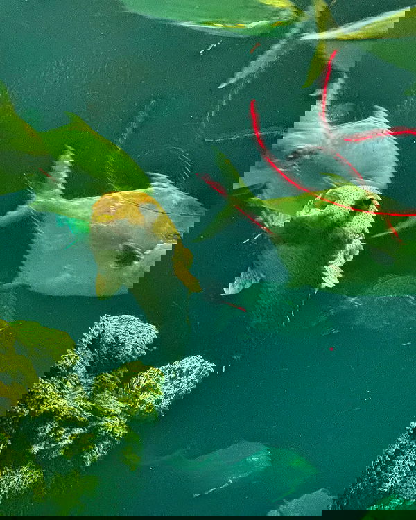 juliaernst juliaernst archive image