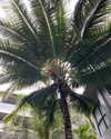 karnelia_life Altpins Profile Picture