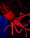 katelynernst3 Altpins Profile Picture