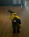 katelynernst3 Altpins Profile Picture