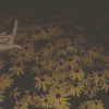 keira.daniella Altpins Profile Picture