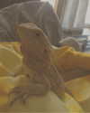keira.daniella Altpins Profile Picture
