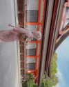 kim_elflina Altpins Profile Picture