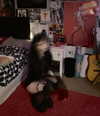 koolthinggg Altpins Profile Picture