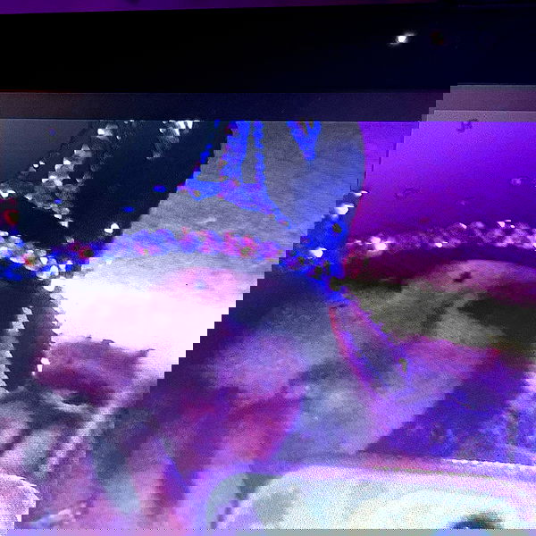 l0stz0uls l0stz0uls archive image