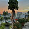lapahappa1 Altpins Profile Picture
