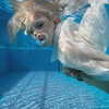 lapahappa1 Altpins Profile Picture