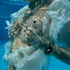 lapahappa1 Altpins Profile Picture