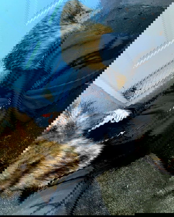 laurinchhhe image ~ Altpins