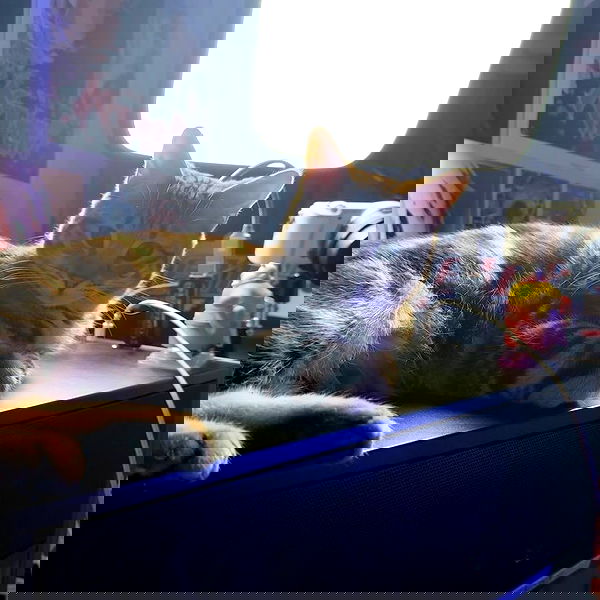 laurinchhhe image ~ Altpins