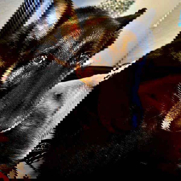 laylafleet1 laylafleet1 archive image