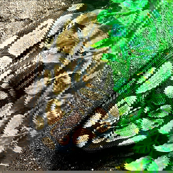 laylafleet1 laylafleet1 archive image