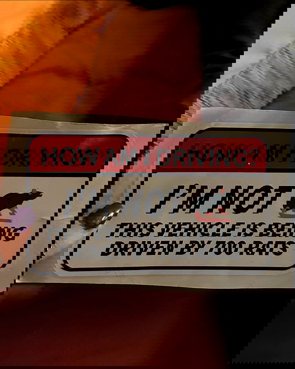 laylafleet1 laylafleet1 archive image