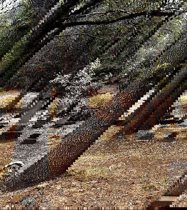 laylafleet1 laylafleet1 archive image