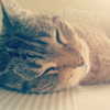 lianaayoun Altpins Profile Picture