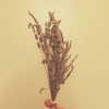 lianaayoun Altpins Profile Picture