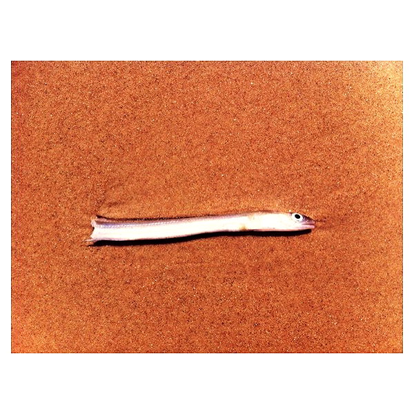 lianaayoun instagram image archive image