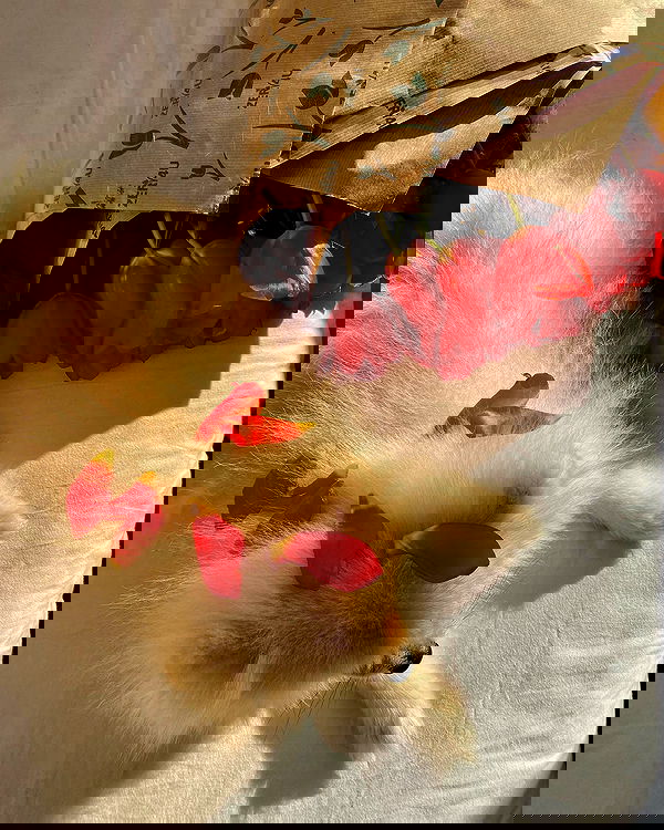 lielmazor_ image ~ Altpins