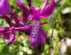 liem_sadan Altpins Profile Picture