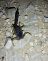 liem_sadan Altpins Profile Picture