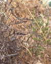 liem_sadan Altpins Profile Picture